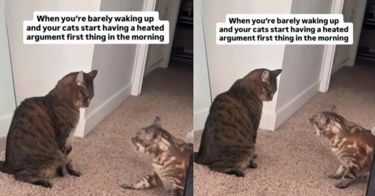 Video: Cats Have a ‘Heated Argument’ First Thing in the Morning Video: Cats Have a 'Heated Argument' First Thing in the Morning