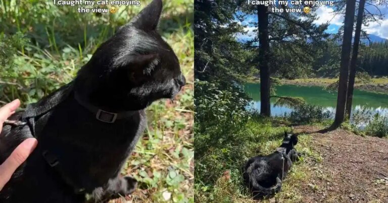 Video: Owner Catches Cat Enjoying the View
