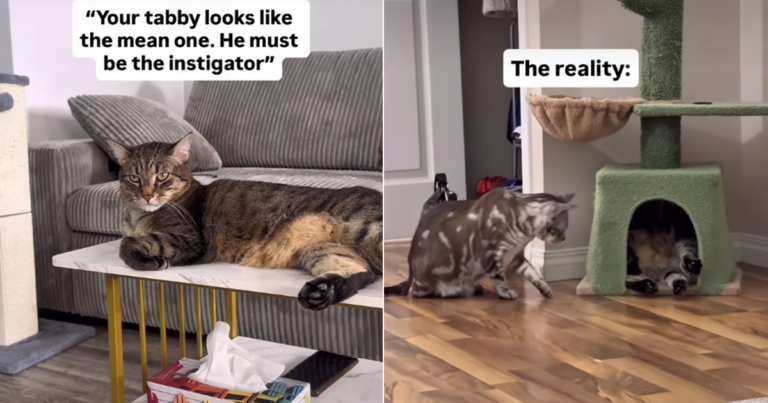 Video: Owner Reveals Real ‘Instigator’ Between Two Cats Video: Owner Reveals Real ‘Instigator’ Between Two Cats