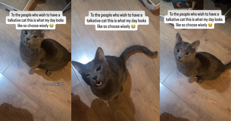 Video Shows What Life With a 'Talkative Cat' Can Look Like