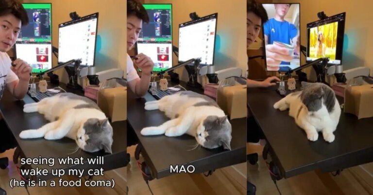 Video of Cat Ends With the Noise That Finally Wakes Him From Deep Sleep