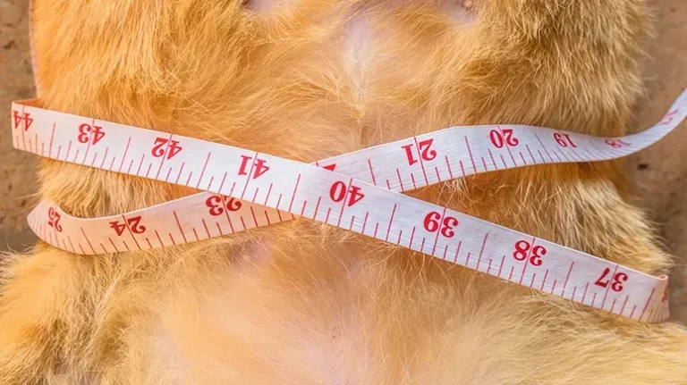 Watch Out, These Popular Slim-Down Foods Contain Sawdust Watch Out, These Popular Slim-Down Foods Contain Sawdust