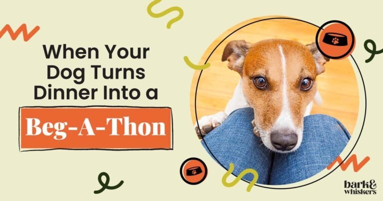 When Your Dog Turns Dinner Into a Beg-A-Thon When Your Dog Turns Dinner Into a Beg-A-Thon