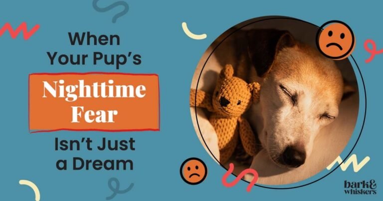 When Your Pup's Nighttime Fear Isn't Just a Dream