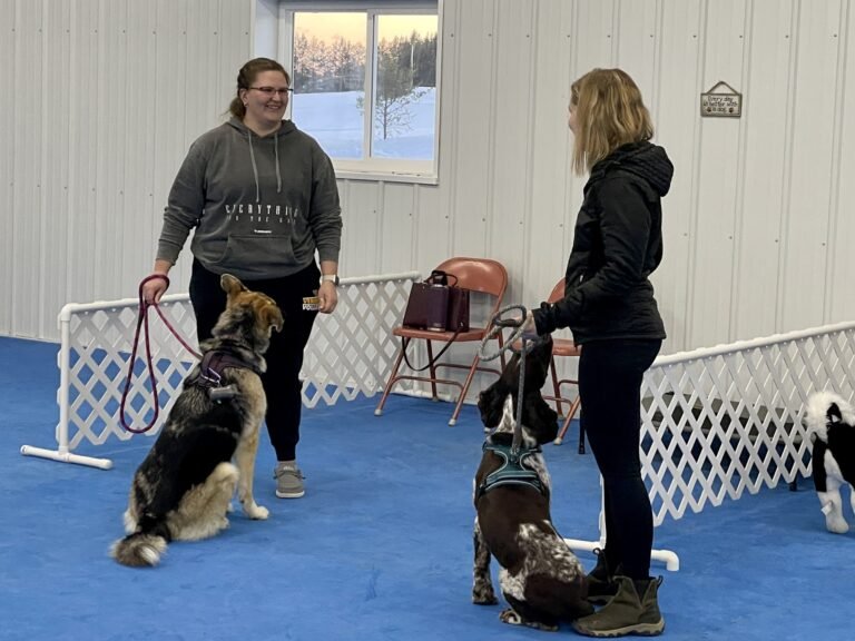 Why Basic Manners Training is Essential for a Well-Behaved Dog