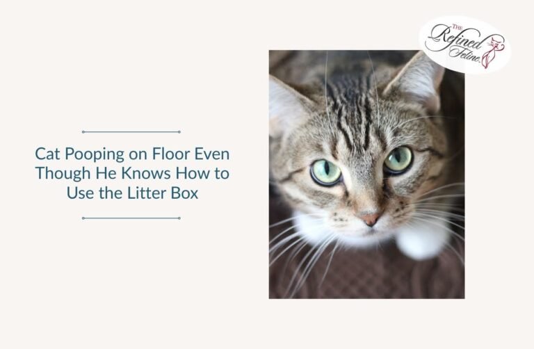 Cat Pooping on Floor Even Though He Knows How to Use the Litter Box