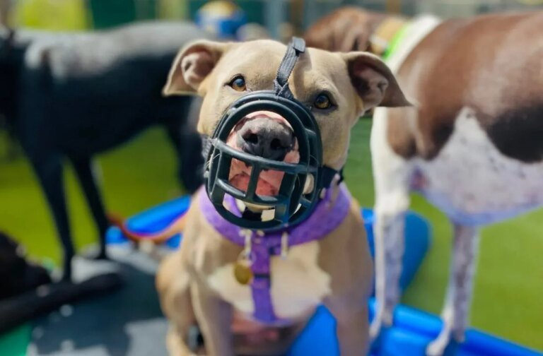 Tan pit bull–type dog wearing a black basket muzzle and purple collar sitting on a raised cot at an outdoor dog social class, with other dogs blurred in the background.