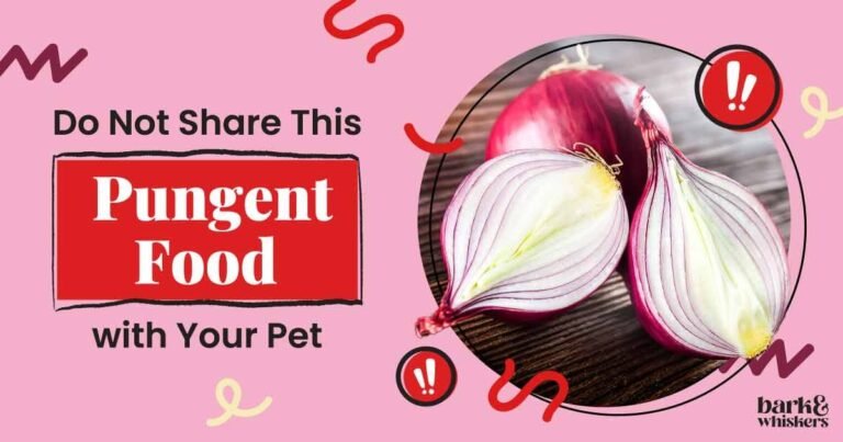 Why You Shouldn't Feed Onions to Your Pet