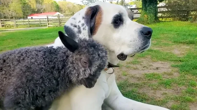 Wobbly Baby Goat Figures Out Zoomies for the First Time Wobbly Baby Goat Figures Out Zoomies for the First Time