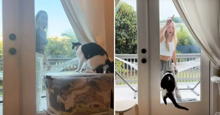 ‘Picky’ Cat Has Eyes Set on One Unexpected Human in Adorable Video