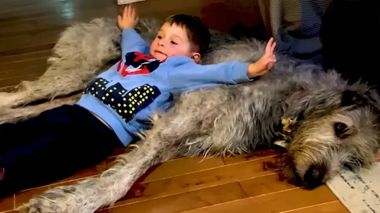 140-Pound Wolfhound Thinks He's a Lap Dog