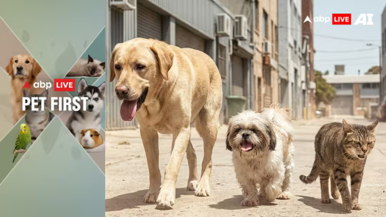 4 Summer Pet Care Mistakes That Could Put Your Furry Friend At Risk