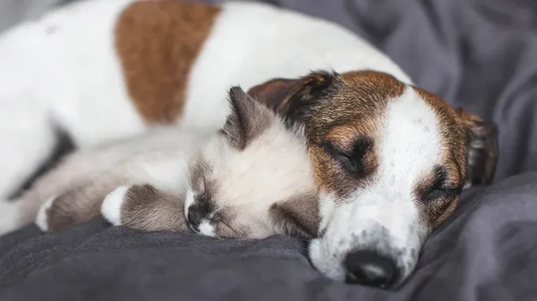 5 Common Reasons for Lethargy in Dogs and Cats