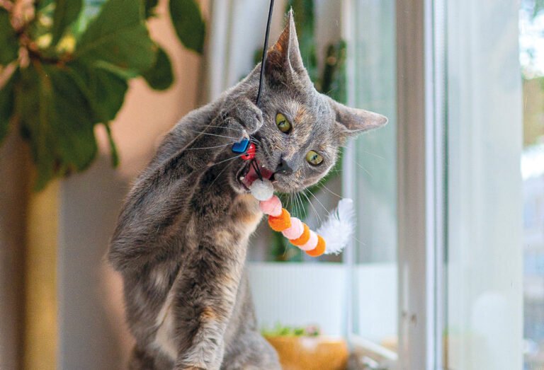 5 Super Fun Cat Toys That Trigger Your Cat’s Hunting Instinct (2026 Guide)