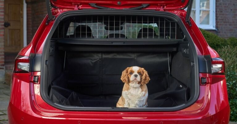 6 steps for a stress-free car journey with your dog - as one in three avoid it