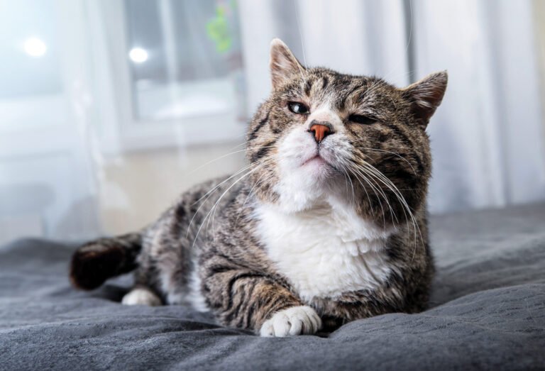 7 Things You Should Absolutely Do If Your Cat Is Approaching the End of Their Life
