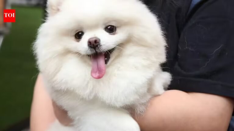 8 dog breeds that are surprisingly calm indoors