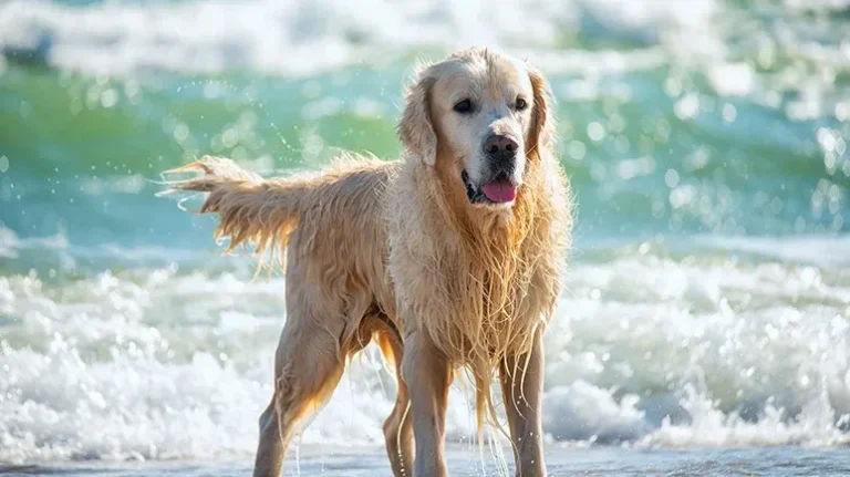A Hidden Risk to Your Dog at the Beach