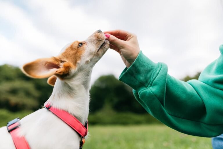 Dog receiving a treat from a person's hand outside