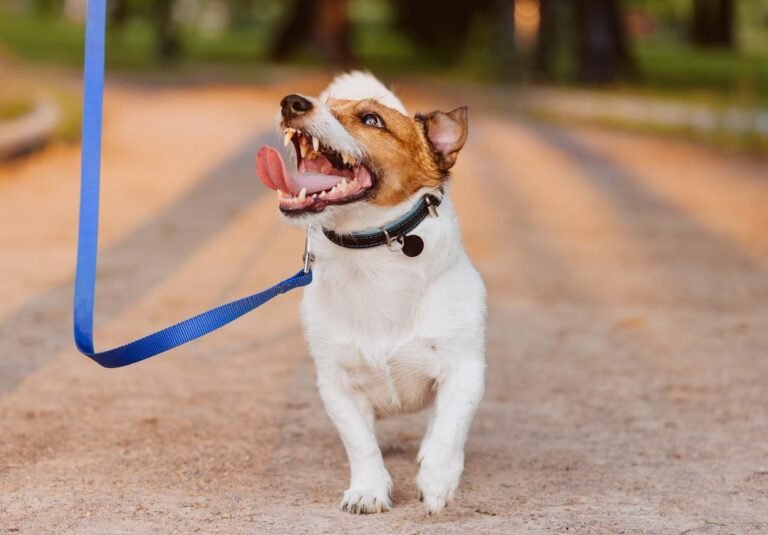 Dog walking, Are Dog’s Allowed at St Armand’s Circle?