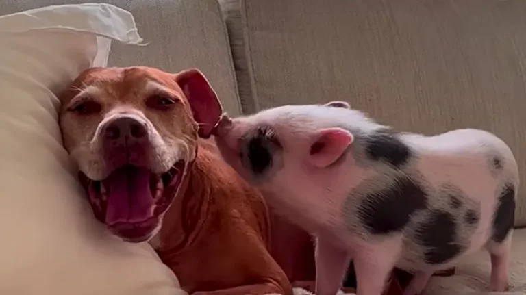 Baby Pig's New Brother Teaches Her to Bark