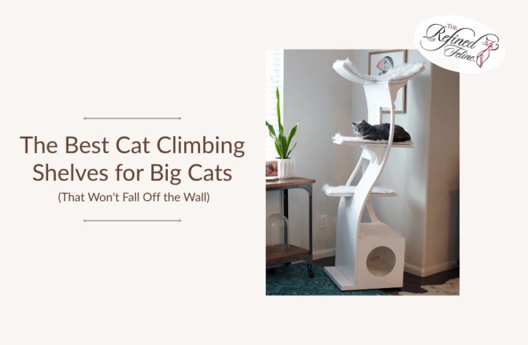 The Best Cat Climbing Shelves for Big Cats