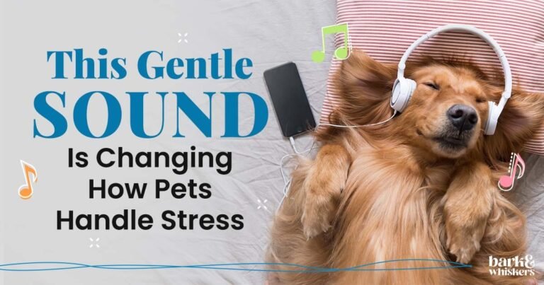 Calming Music for Dogs