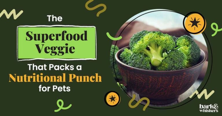 Can Pets Eat Broccoli?
