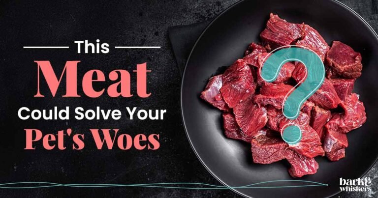 Can Pets Eat Venison?