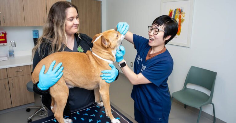 Caring for your pet’s dental health | Rowan Today