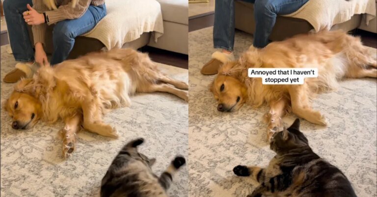 Cat Gets 'Jealous' When Mom Gives Dog Sibling Attention