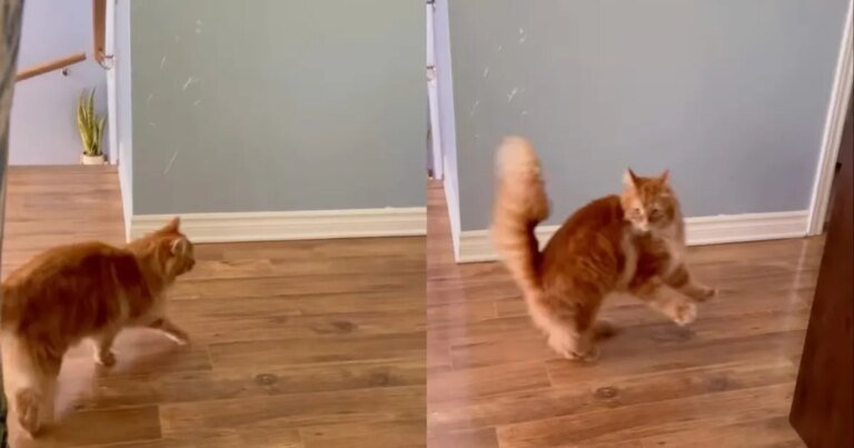Cat Gets Spooked by Owner's Request in Hilarious Video
