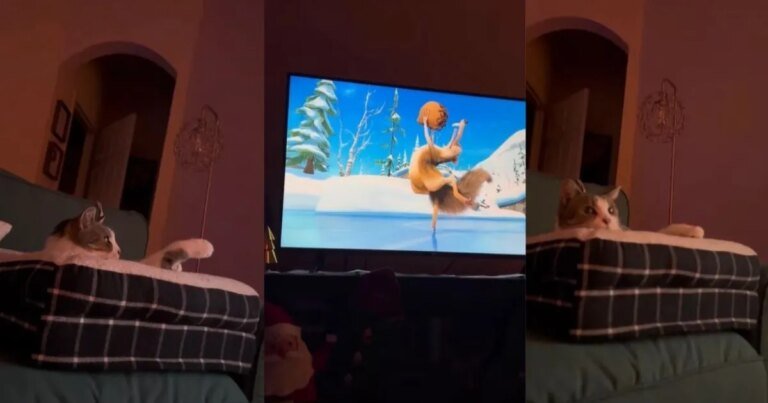 Cat Glances at Owner to See If She's Watching TV Too