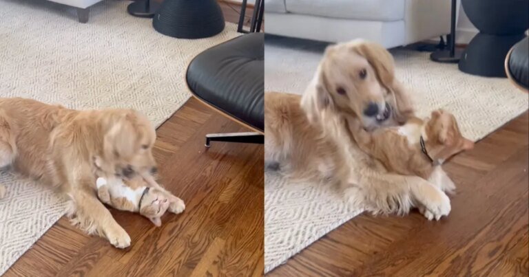 Cat & Golden Retriever Playfully Wrestling Feels More Like Love Than Fight