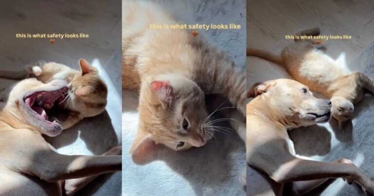 Cat Has His Own Emotional Support Pit Bull in Heartwarming Video