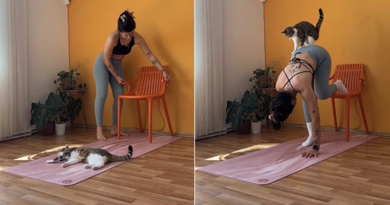 Cat Hilariously Interrupts Mom’s Yoga Session & Takes Over Her Mat