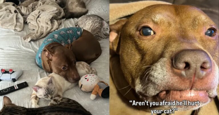 Cat Is Totally Safe With This Dog — It’s Always Cuddles Between Them