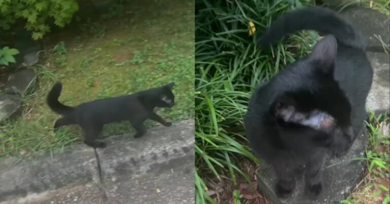 Cat Loves Surprising Owner Mid-Walk by Jumping Out of the Bushes