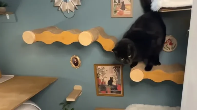 Cat Mom Builds Kikko a Tiny 'Apartment' Inside Her Closet