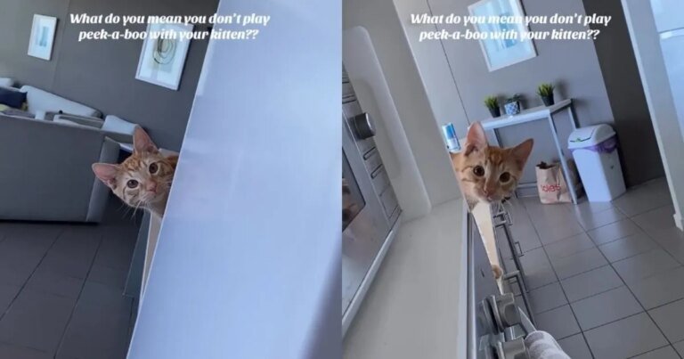 Cat Tricks Owner During a Game of Peek-a-Boo