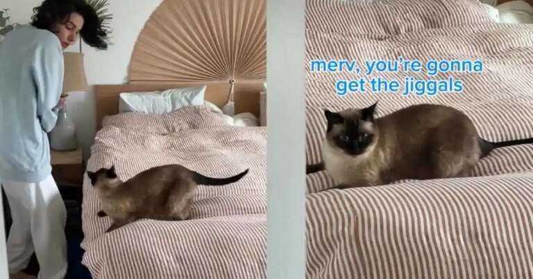 Cat Won't Let Owner Make the Bed in Hilarious Video