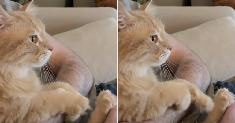 Cat ‘Swims’ While Sitting in Owner’s Lap in Cute Video
