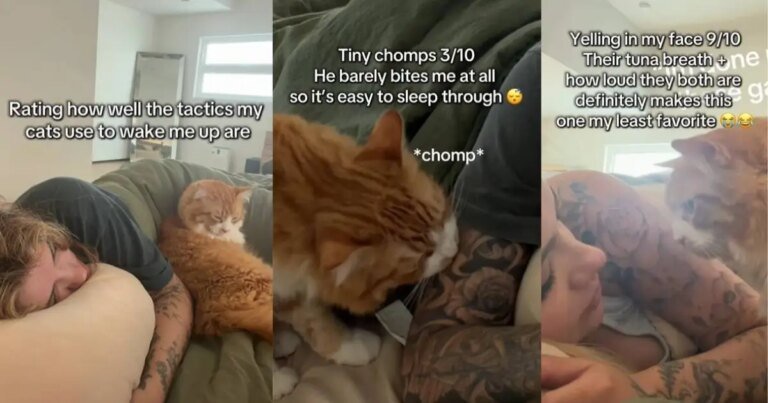 Cat’s Tactics To Wake Owner up Range From Cute To Chaotic