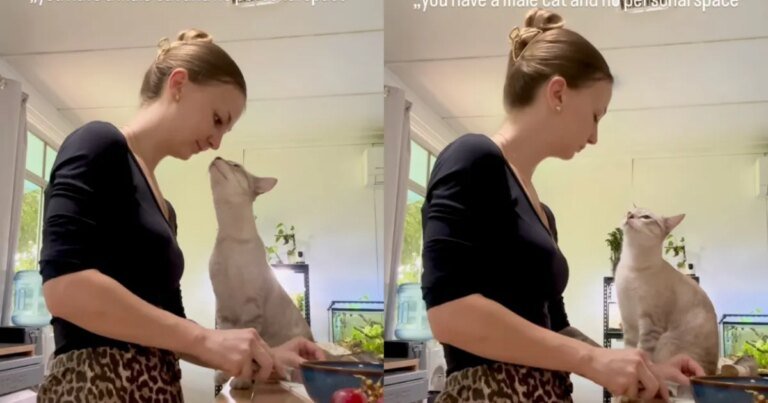 Clingy Cat Won’t Give Mom Personal Space — Even in the Kitchen