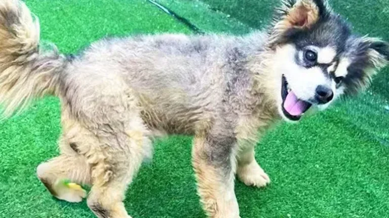 Dog Survives the Meat Trade and Retires as a Blanket-Loving Baby