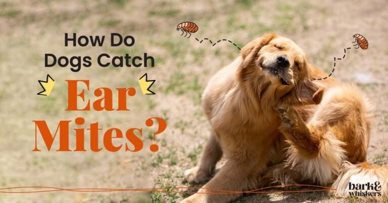 Ear Itching Driving You Both Crazy? Try These Natural Remedies for Your Furry Friend!