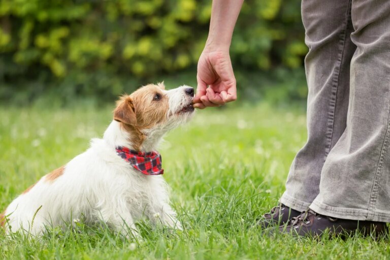 Finding the Right Puppy Trainer Near You in Salt Lake City Puppy Trainer