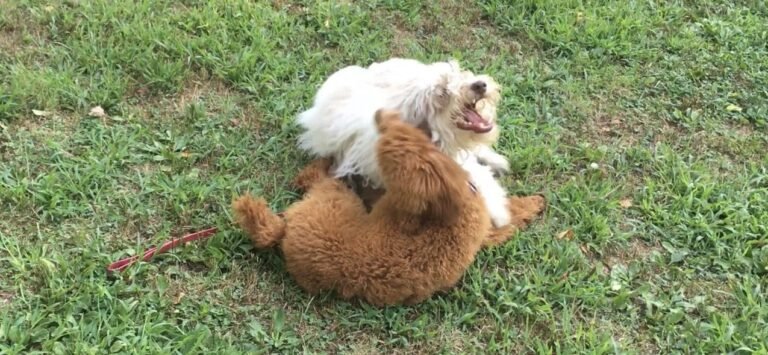 Good Dog Play • Three Dogs Training