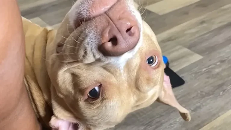 Grandma Babysits This Pittie and Sees His 'Other Personality'