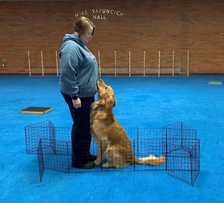 Handling Mistakes in Dog Training Without Adding Pressure
